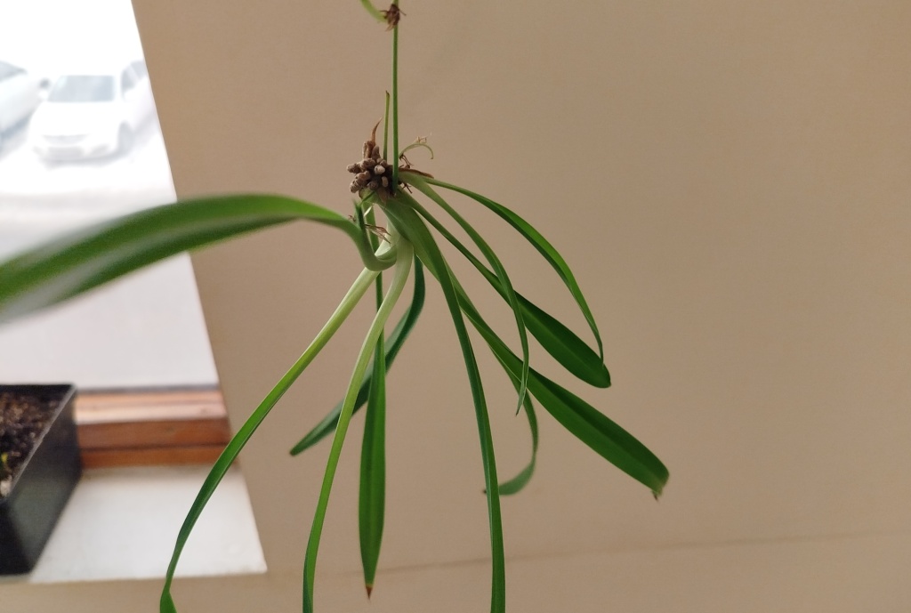 Хлорофитум 2.jpg