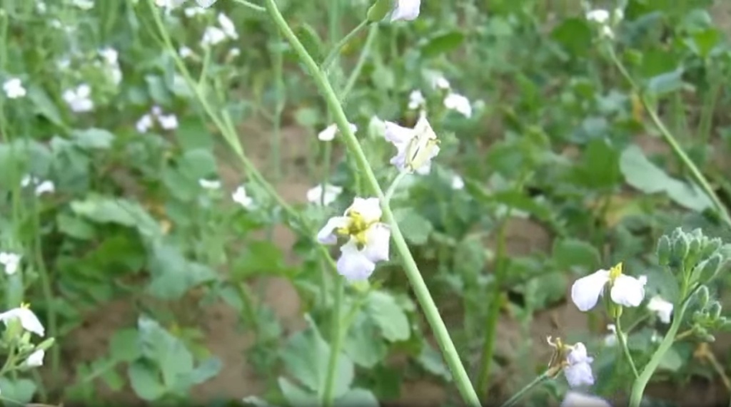 редька масличная.jpg