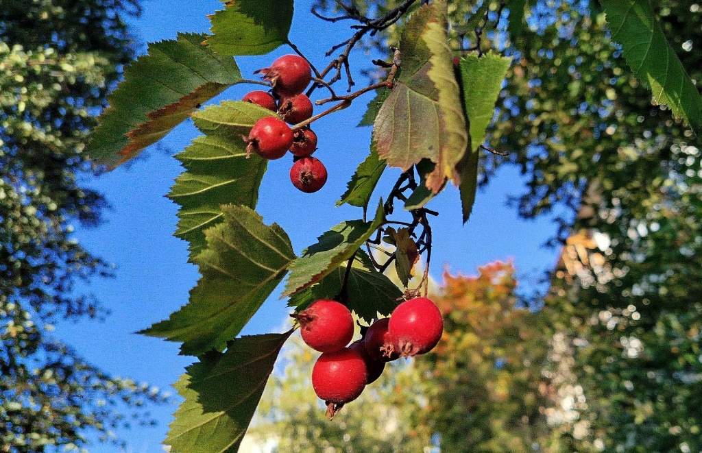 Боярышник однопестичный.jpg Боярышник однопестичный.jpg