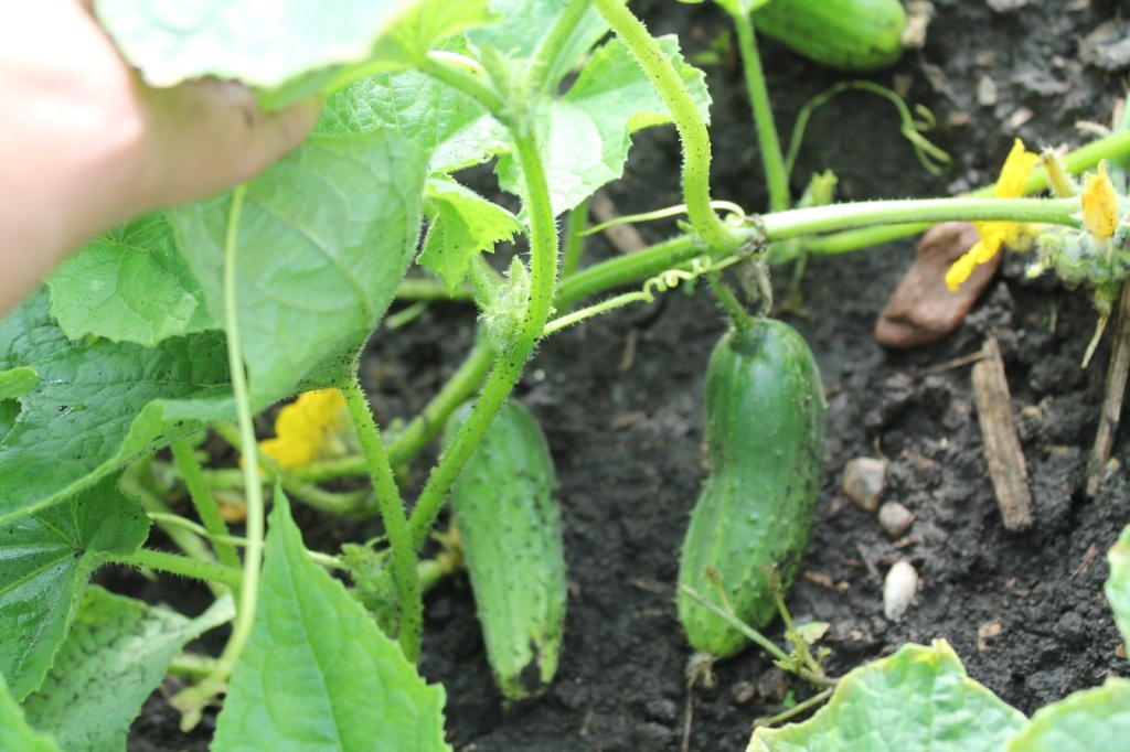 IMG_2718ппп (в открытом грунте).JPG