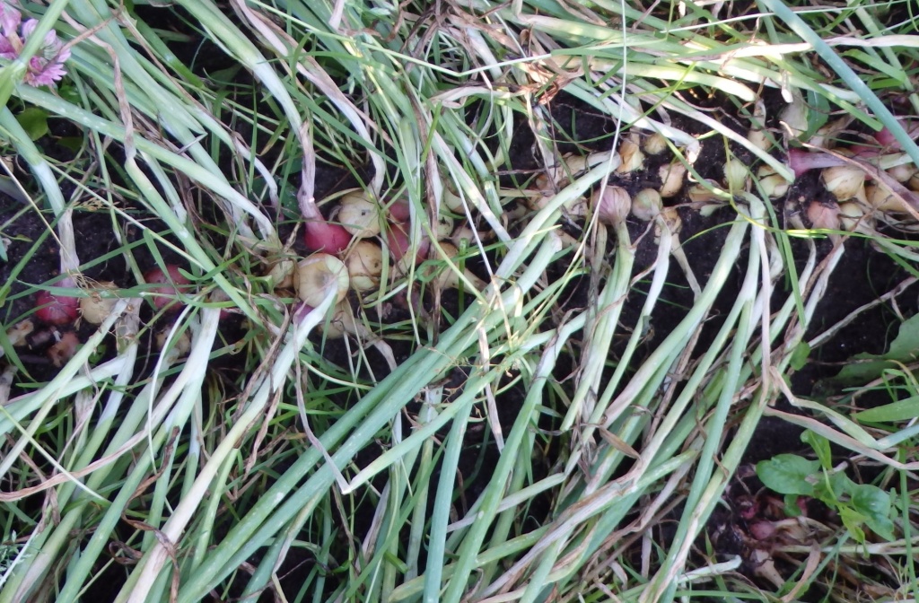 Чеснок однозубка.JPG