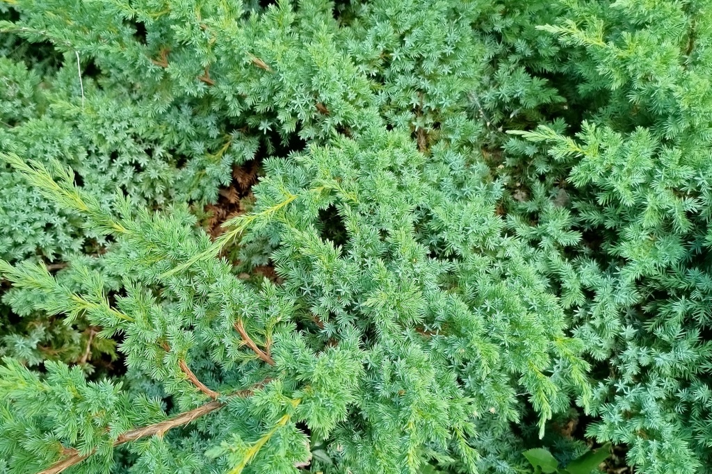 Можжевельник чешуйчатый Blue Swede.jpg Можжевельник чешуйчатый Blue Swede.jpg