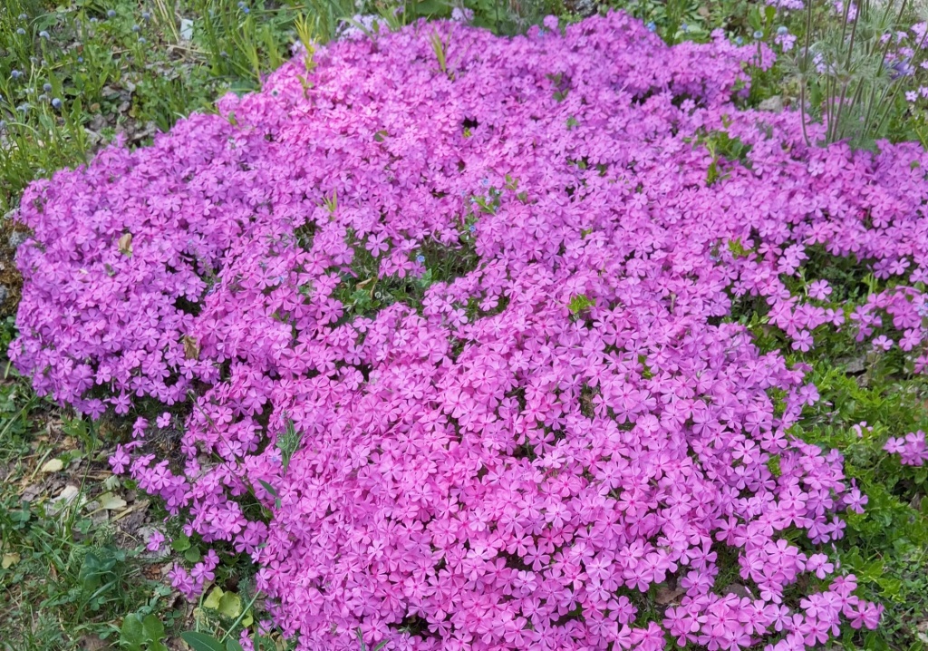 Флокс шиловидный 4.JPG