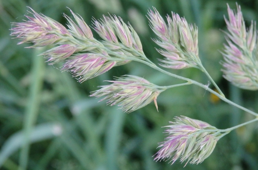 Мятлик луговой.JPG