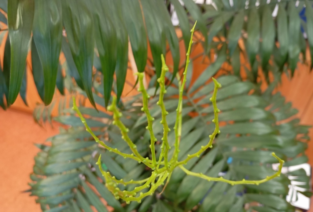 Хамедорея цветонос.jpg Хамедорея цветонос.jpg