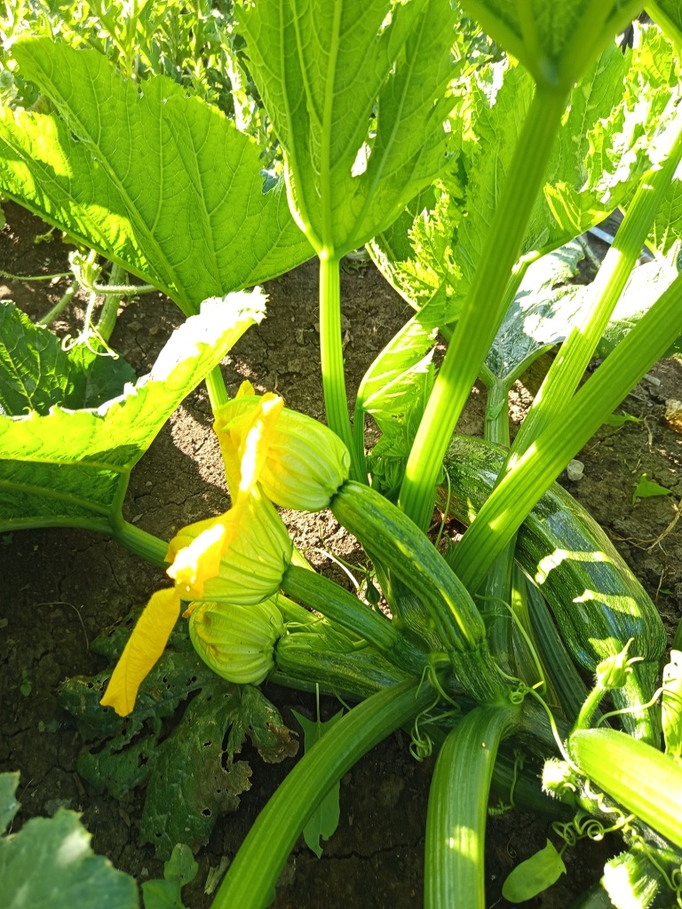 Куст компактный, не занимает много места на грядке.jpg