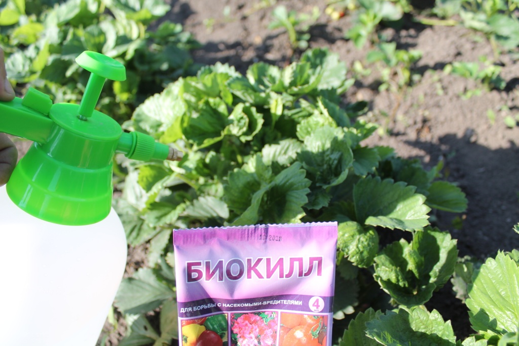 Биокилл обработка клубники 1ццц.JPG