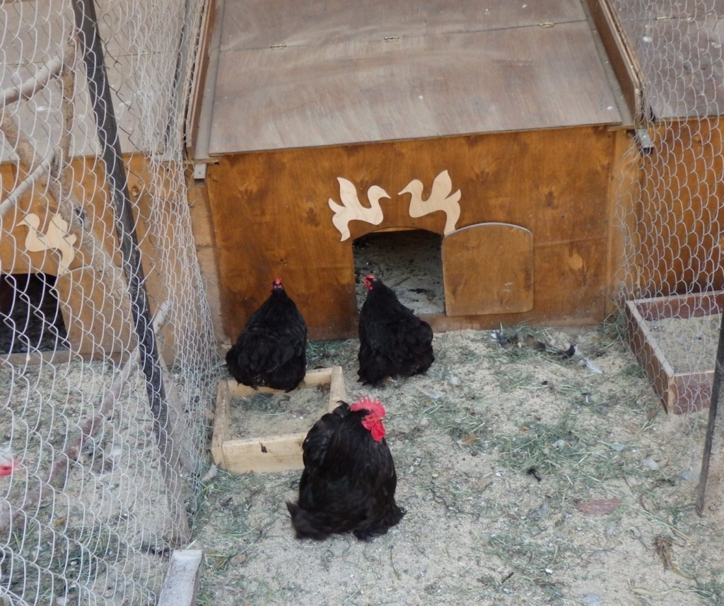 Куры Кохинхин карликовый.JPG