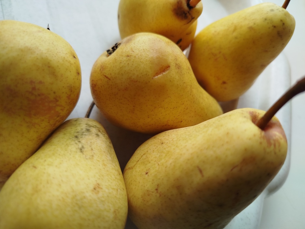 Груша Чижовская 2.jpg