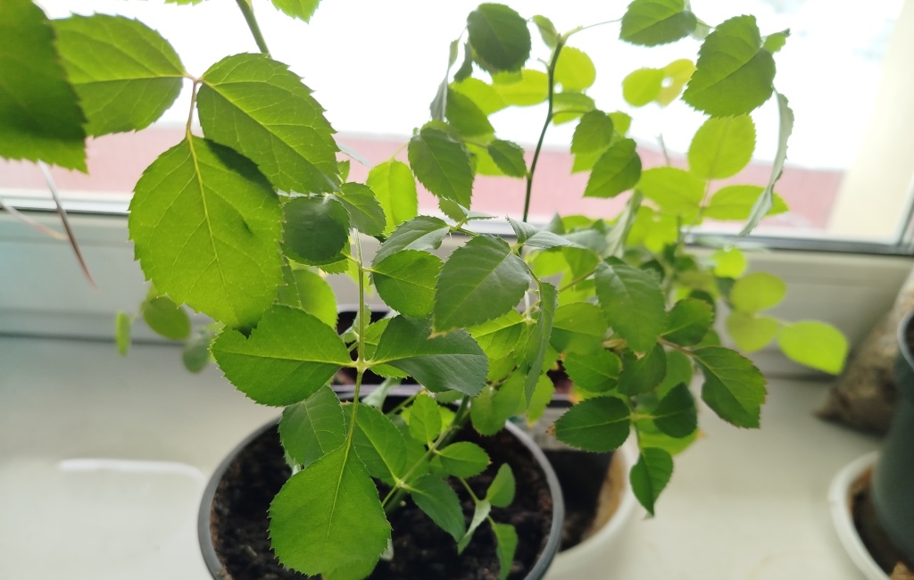 Розы миниатюрные.jpg