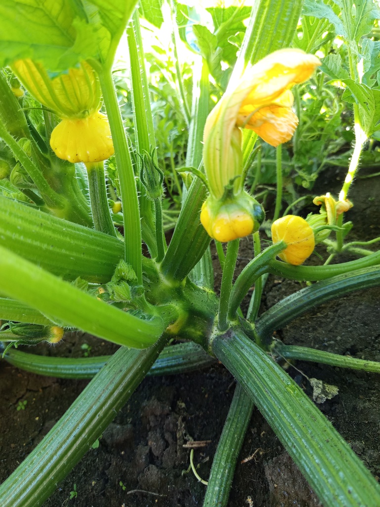 Мелкие плоды с забавным хохолком.jpg