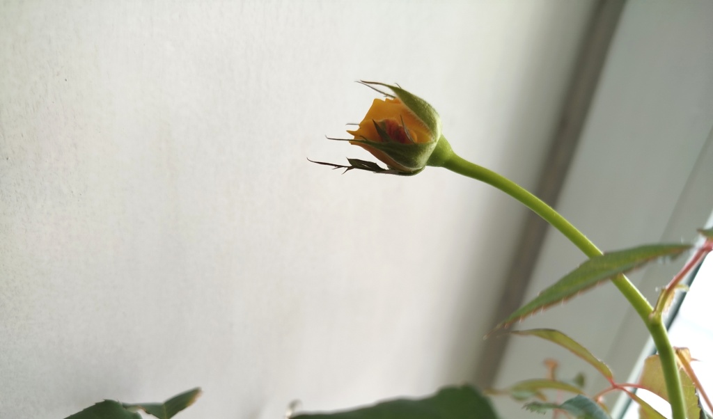 Роза на подоконнике зацветает.jpg