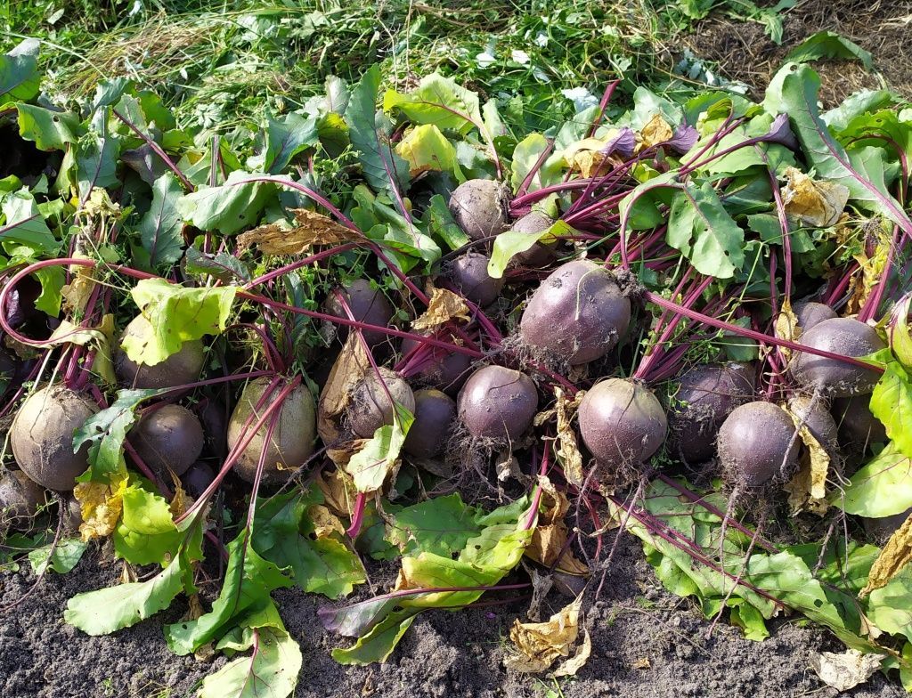 Выращивание свеклы (10 правил вкусных корнеплодов)