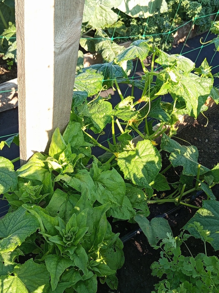 04. В июне шпинат начинает стрелковаться, пора снимать урожай.jpg