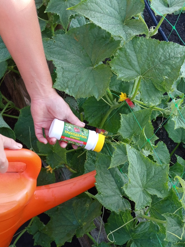 Вносим Триходерму под корень для профилактики болезней.jpg