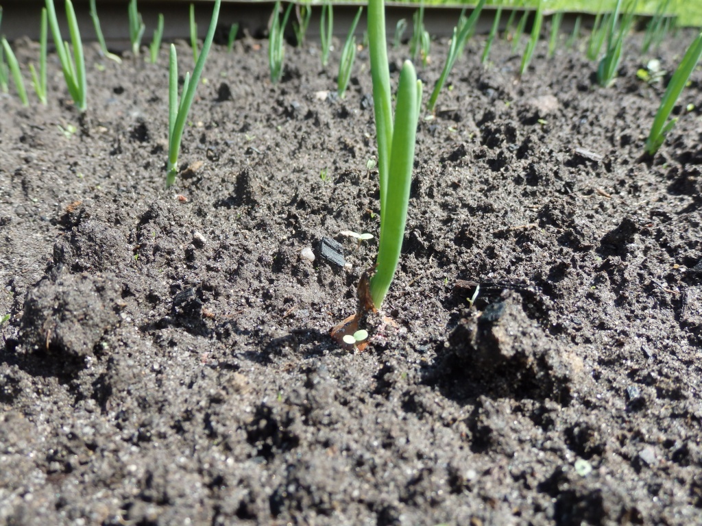 Когда садить лук севок весной. Какую почву любит лук.