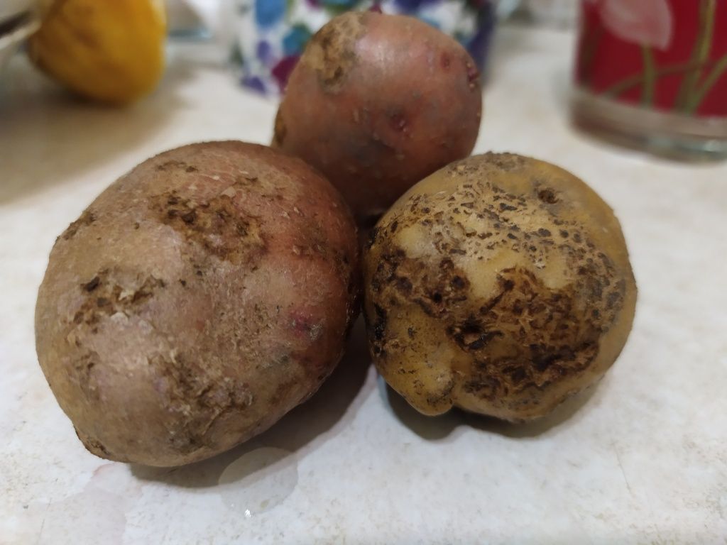 Болезни и вредители картофеля с описанием, фото, способами борьбы и лечения