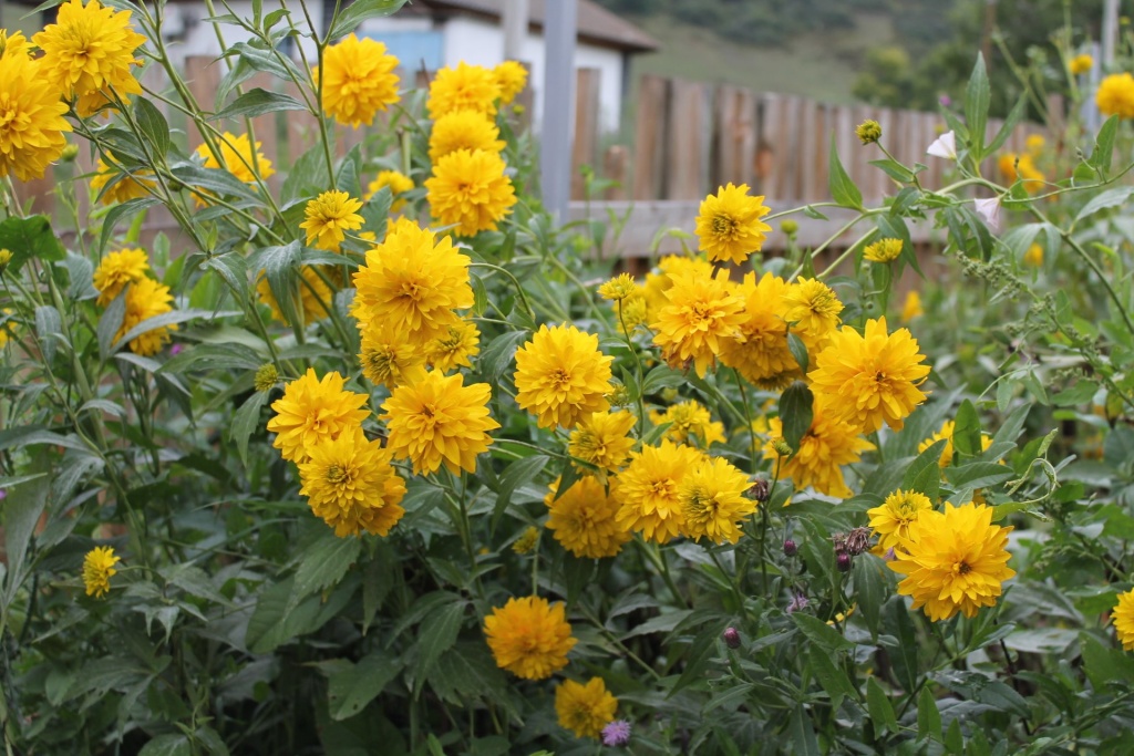 рудбекия Золотые шары 1_ццц.JPG