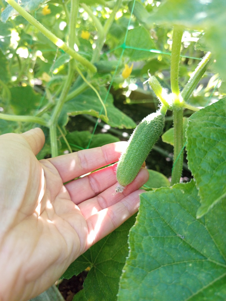 Мелкие огурчики такие милашки!.jpg