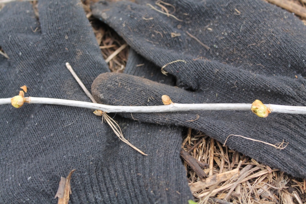 почковый клещ 6ццц.JPG