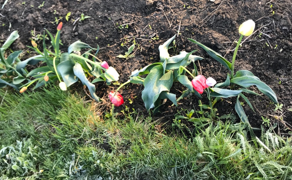 заморозки 5.jpg