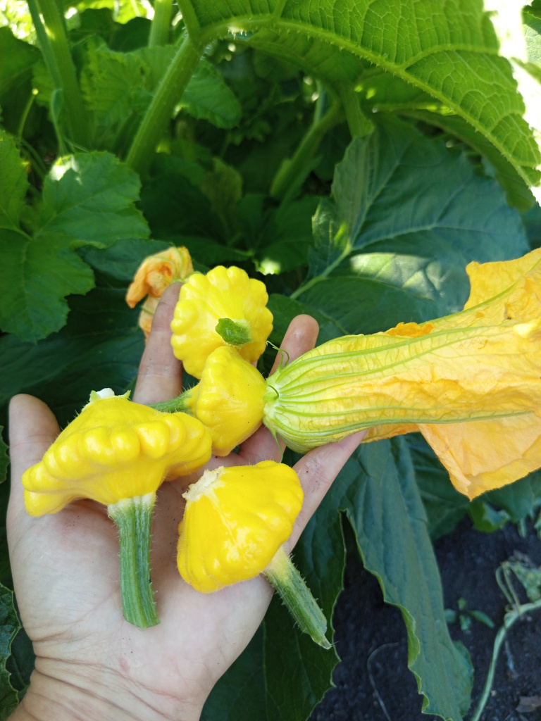 Собираем плоды в молочной спелости.jpg