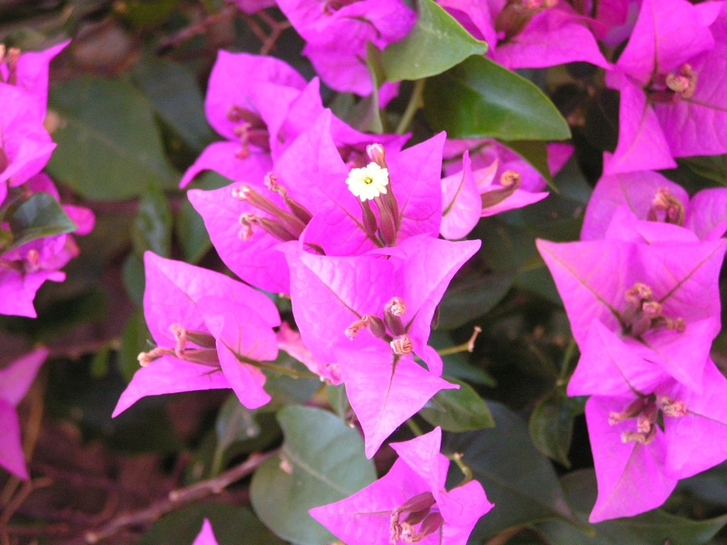 Бугенвиллея 2.JPG
