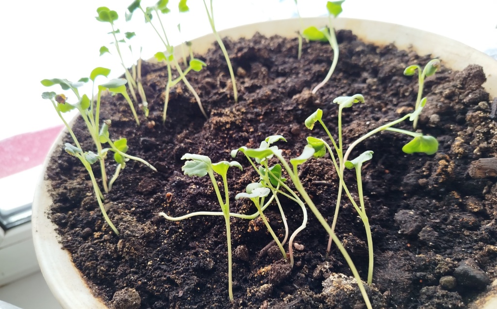 редис на подоконнике 1.jpg редис на подоконнике 1.jpg