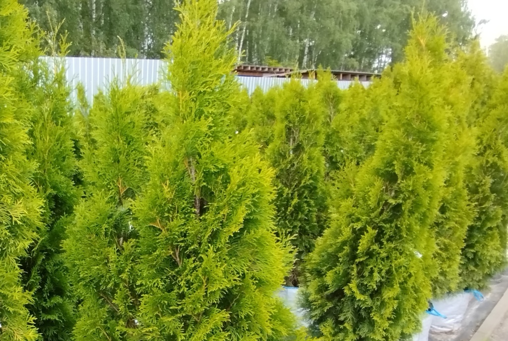 Туя западная Смарагд.jpg