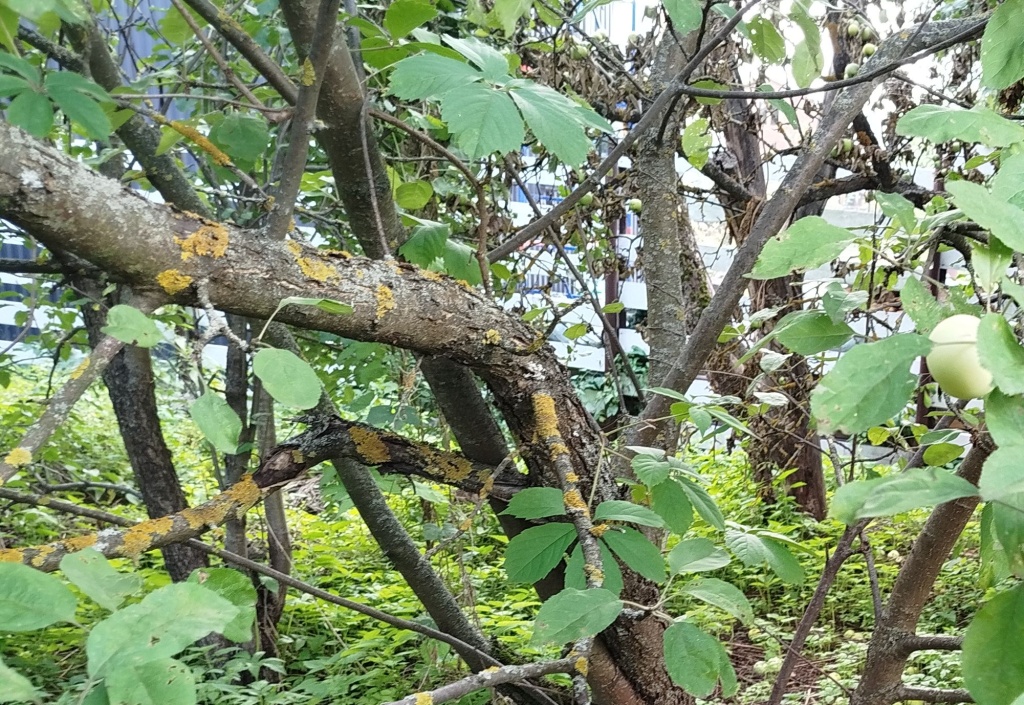 Лишайники на яблоне.jpg Лишайники на яблоне.jpg