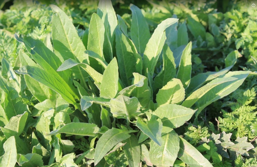 сурепка 3ццц.JPG