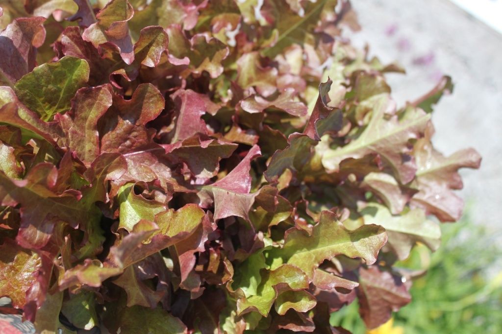 Как вырастить салат «Боярский» в теплице