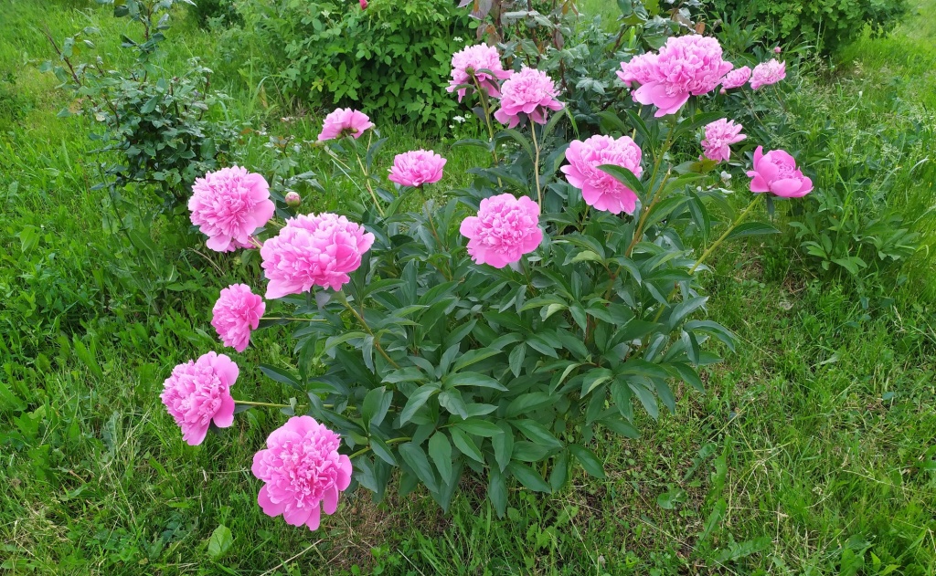 Пионы.jpg