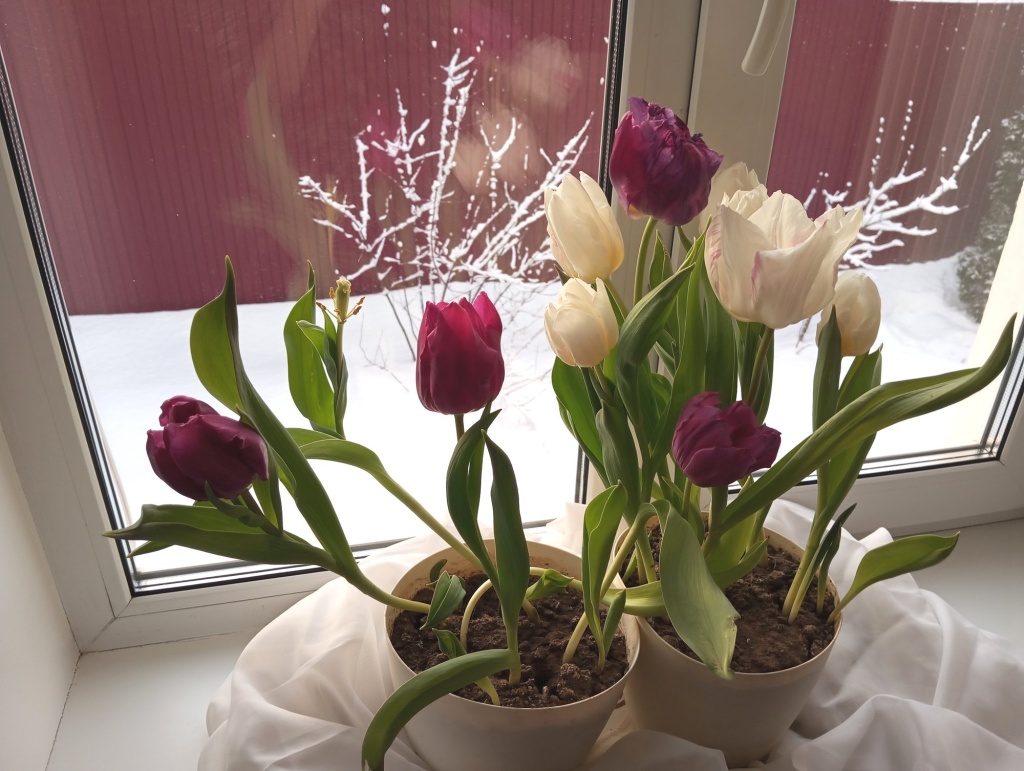 Продолжают расцветать.jpg Продолжают расцветать.jpg