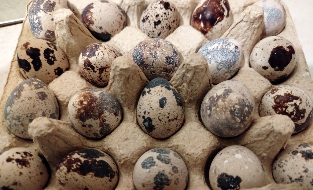 перепелиные яйца.jpg