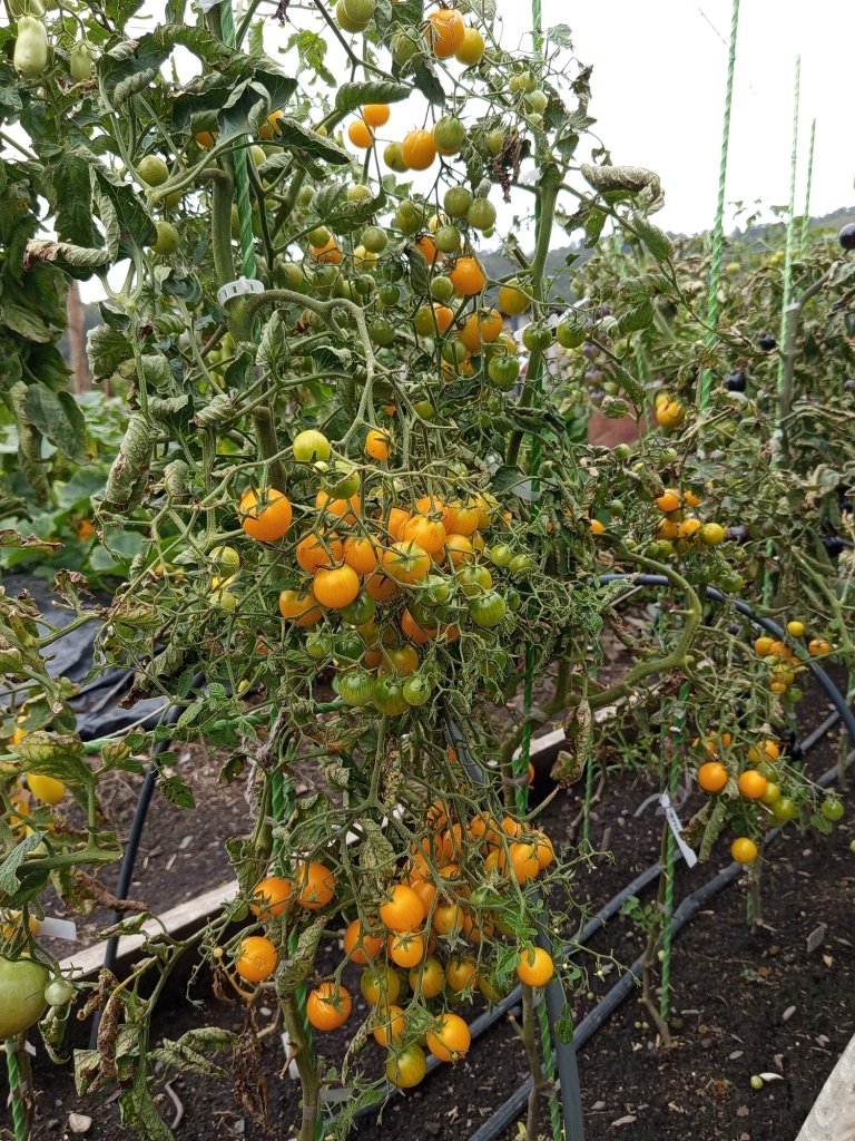 Помидорки поспевают одновременно в нескольких кистях.jpg