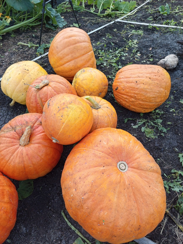 IMG_20250908_183446.jpg IMG_20250908_183446.jpg