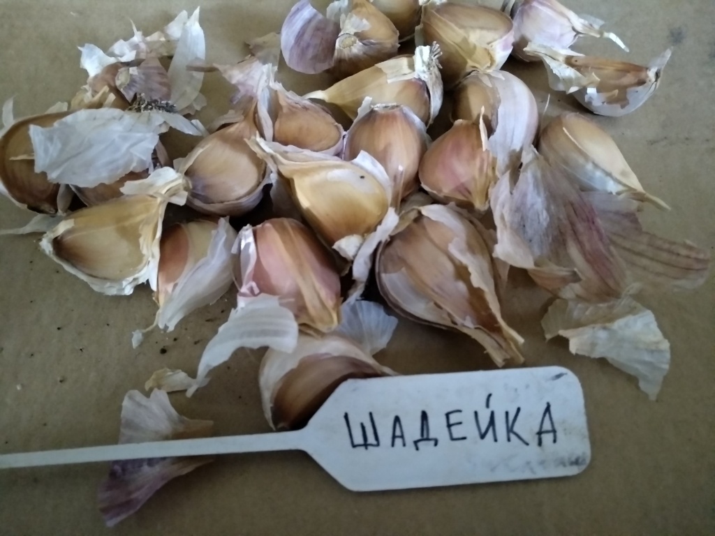 Чеснок Шадейка на посадку.jpg