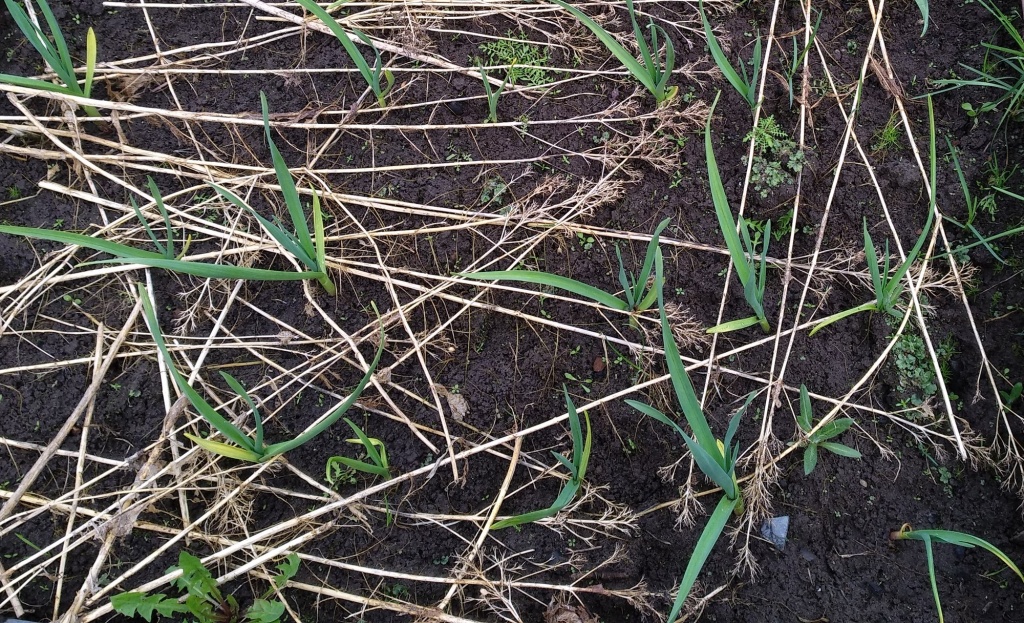 чеснок всходит.jpg чеснок всходит.jpg