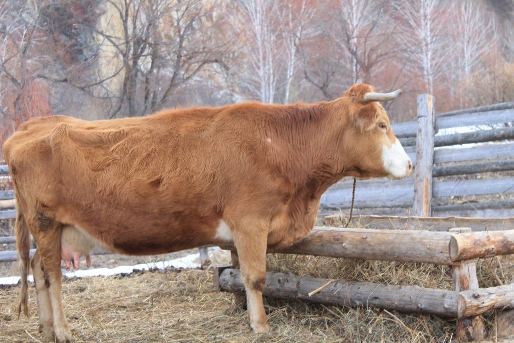 Как кормить корову, чтобы улучшить показатель упитанности или конституции тела