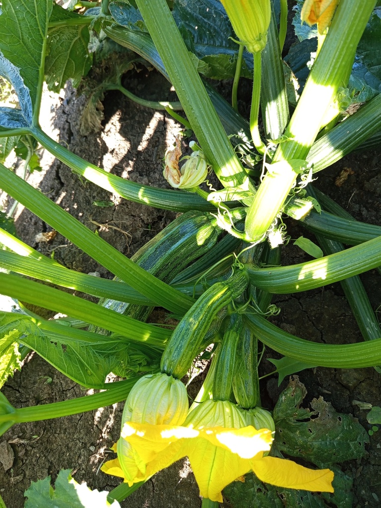 Плоды имеют классическую булавовидную форму.jpg