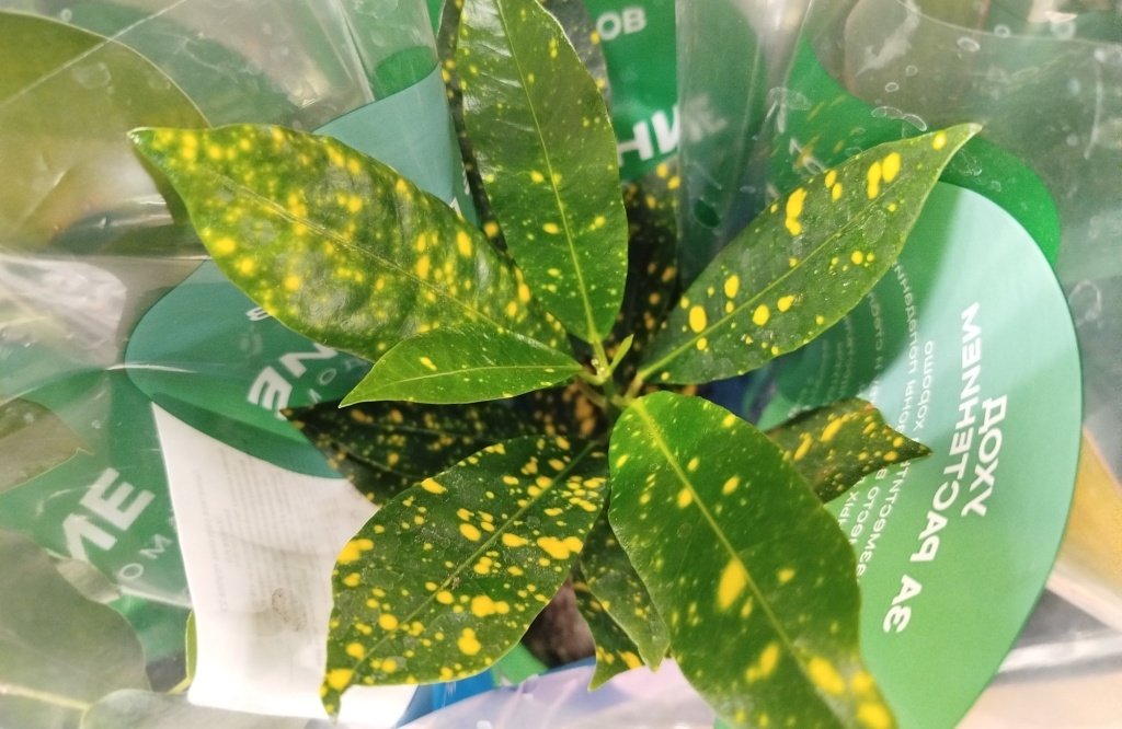 Кодиеум Gold Dust (Золотая Пыль).jpg