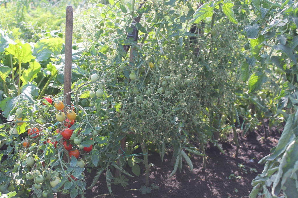 Слева — _Вкусника_, справа — _Янтарная гроздь_.JPG