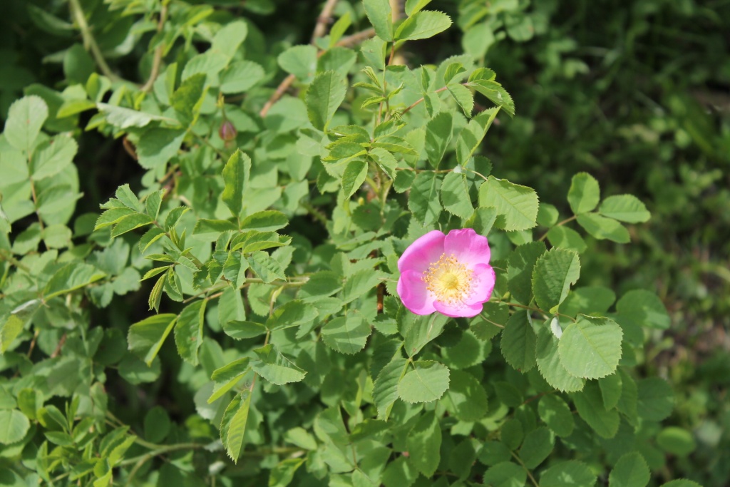 шиповник 4ттт.JPG