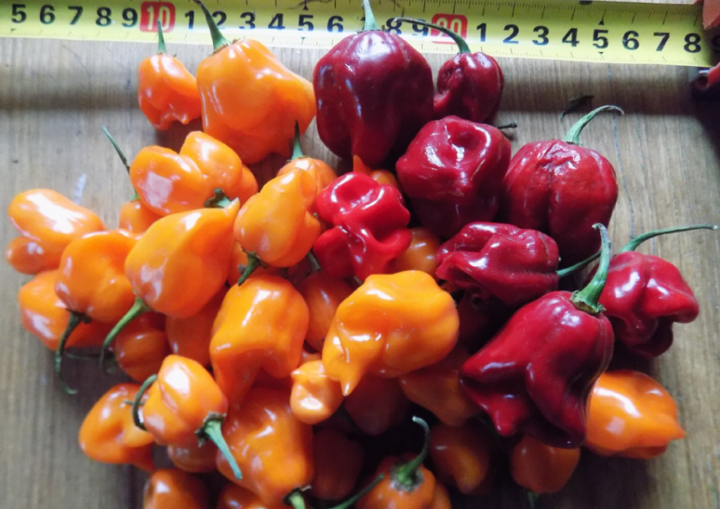 Хабанеро красный и оранжевый_ннн.png