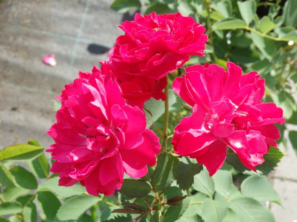 Роза канадская Морден Амаретт.JPG