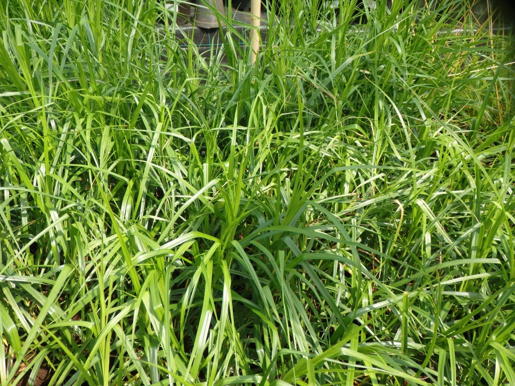 Осока пальмолистная.JPG