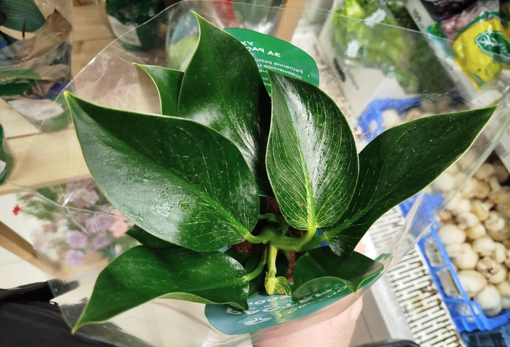 Филодендрон Биркин.jpg