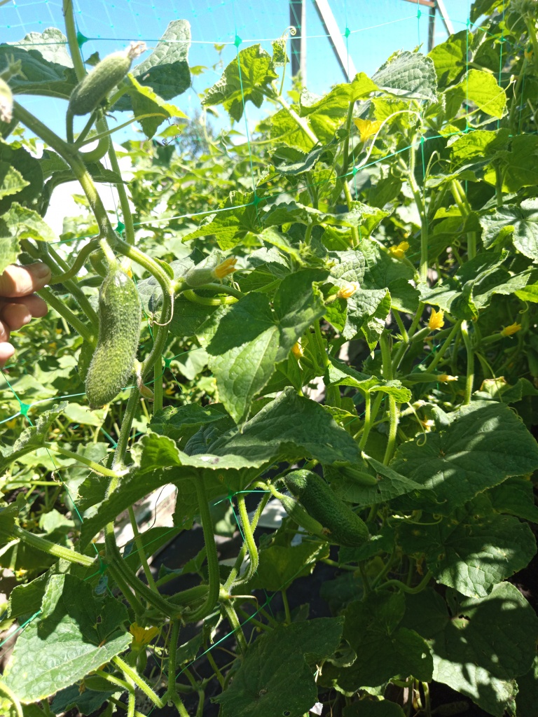 Растение равномерно заполняет все отведенное пространство.jpg