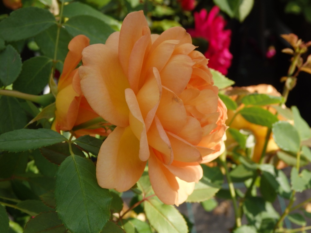 Роза Остина Леди оф Шалот.JPG